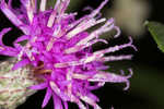 Giant ironweed